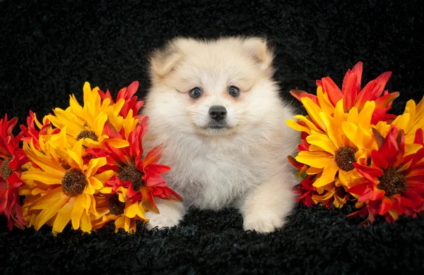 Pomerania cucciolo — Foto Stock