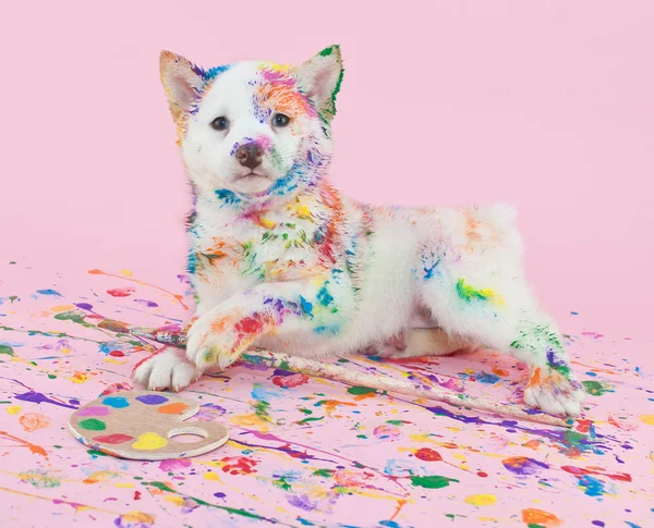 Painted Pooch — Stock Photo, Image