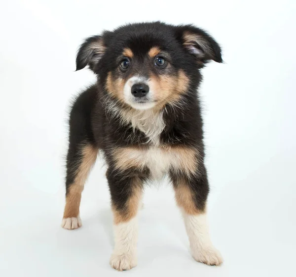 Australian Shepherd Puppy — Stock Photo, Image