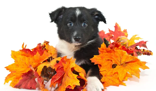 Australian Shepherd Puppy — Stock Photo, Image