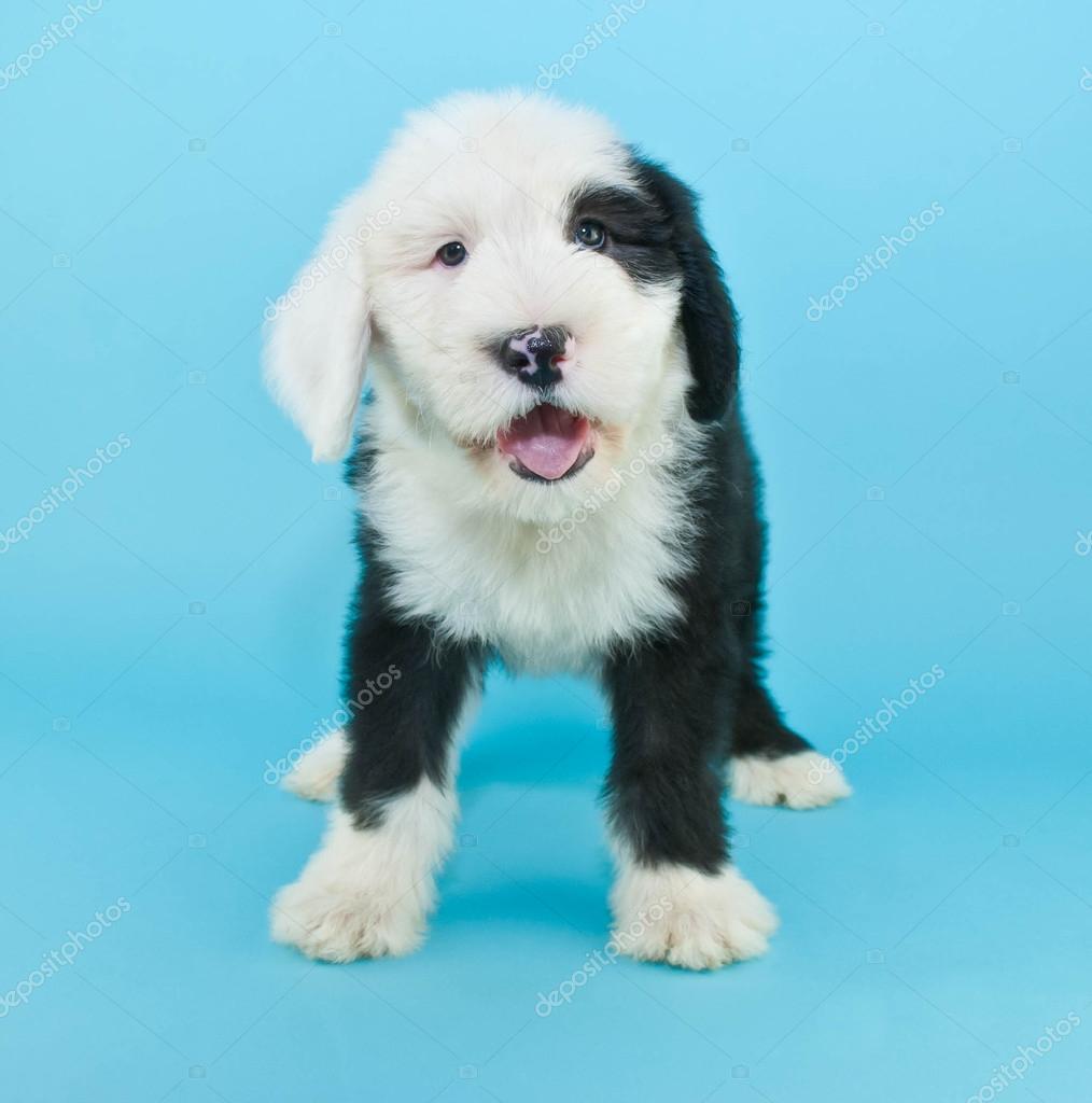 Parler De Chiot Chien De Berger Photographie Jstaley401
