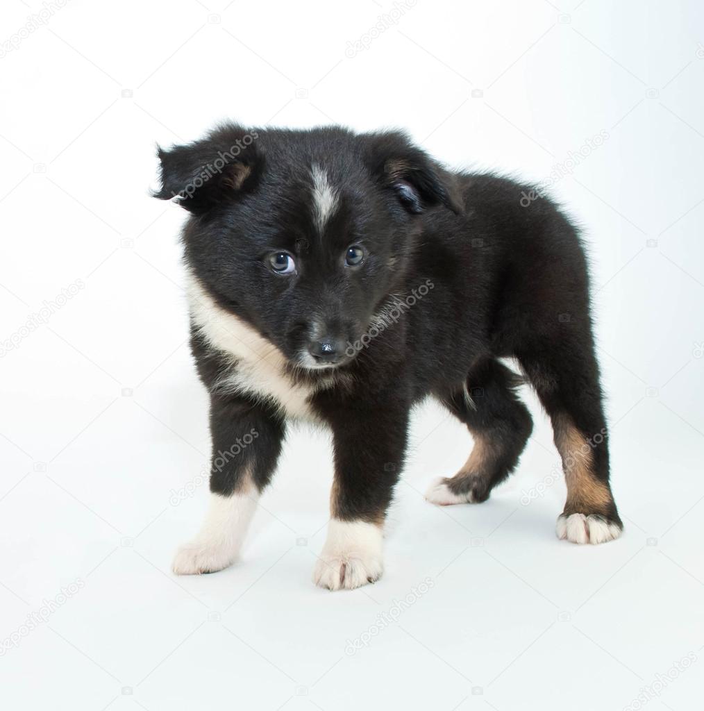 Shiba Inu Aussie Mix Australian Shepherd Puppy Stock