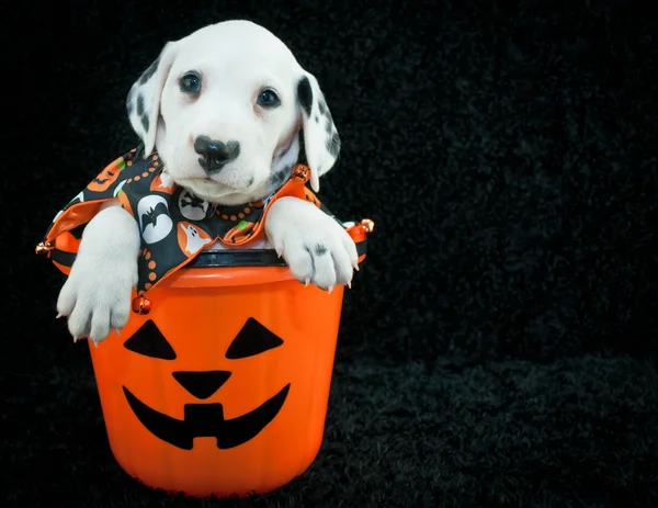 Cachorro Halloween —  Fotos de Stock