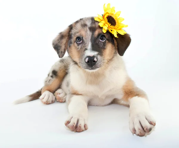 Pretty Puppy — Stock Photo, Image