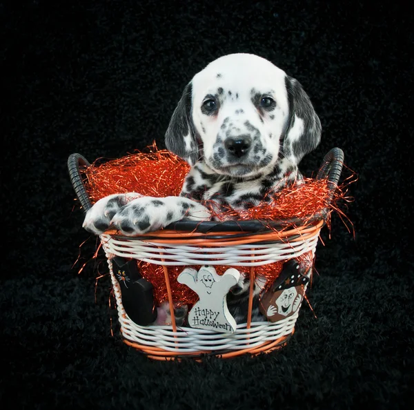 Feliz Cachorrinho de Halloween — Fotografia de Stock