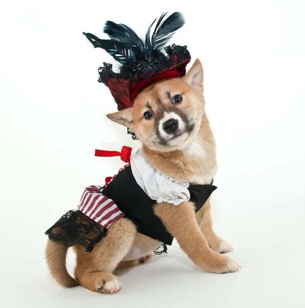 Pirate Puppy. — Stock Photo, Image