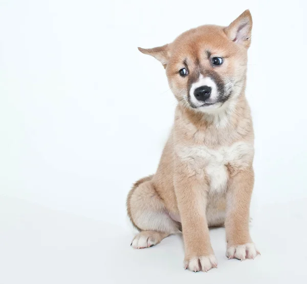 Perplejo cachorro — Foto de Stock