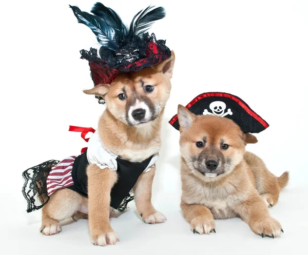 Arrrrrten't We cute?! — Stock Photo, Image