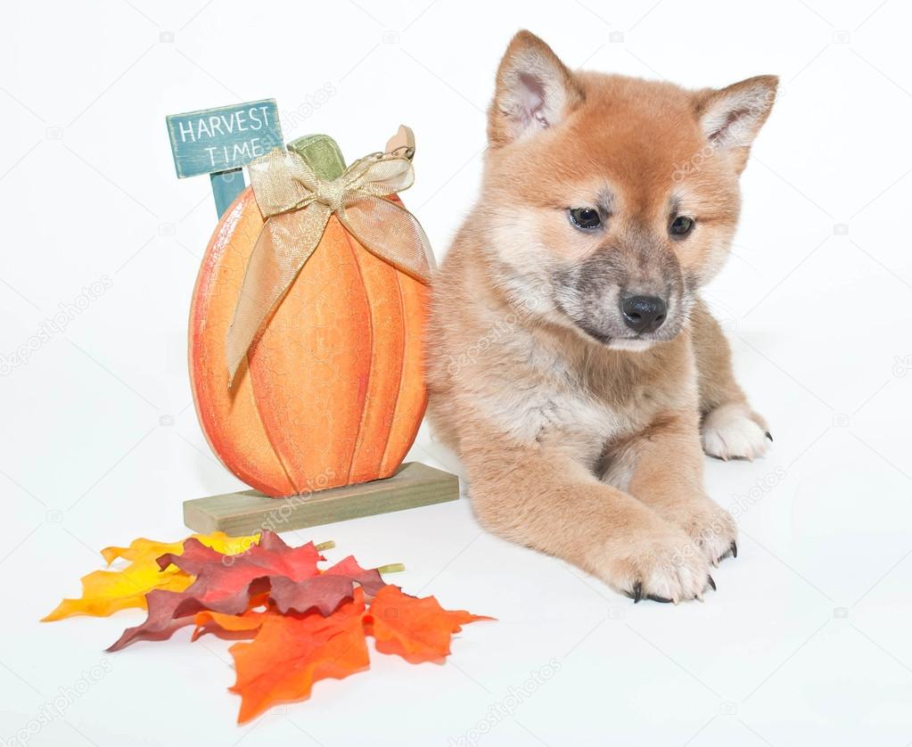 Autumn Shiba Inu Puppy