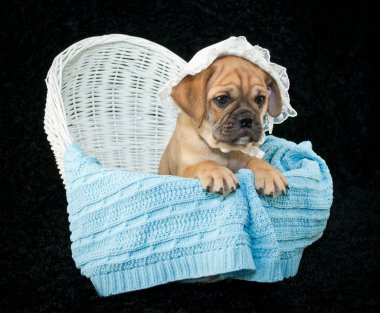 Bebek Beabull köpek yavrusu