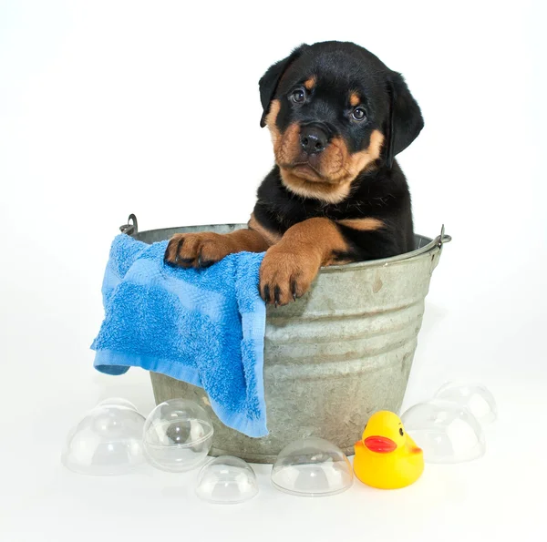 Otro baño ?! — Foto de Stock