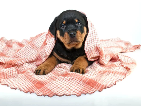 Peek een Boo! Puppy — Stockfoto