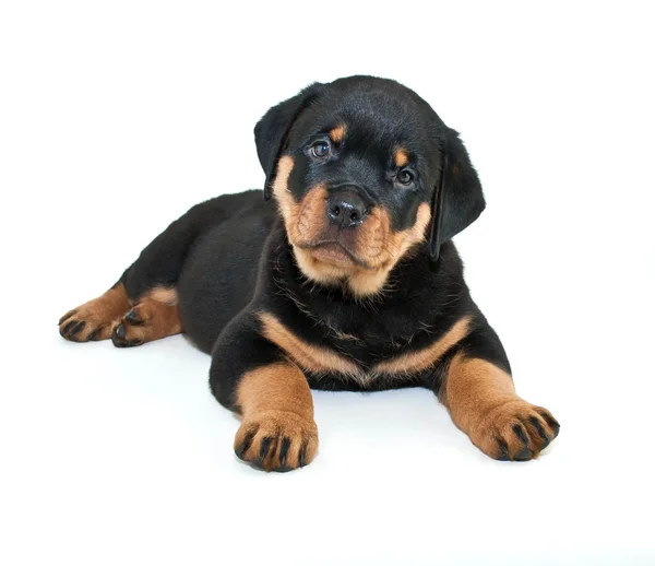 Rottweiler szczenię — Zdjęcie stockowe