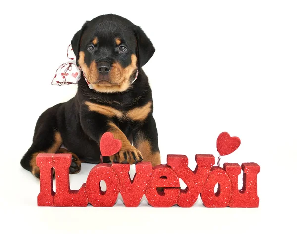 I Love You Puppy — Stok Foto