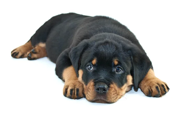 Søvnig rottweilervalp – stockfoto