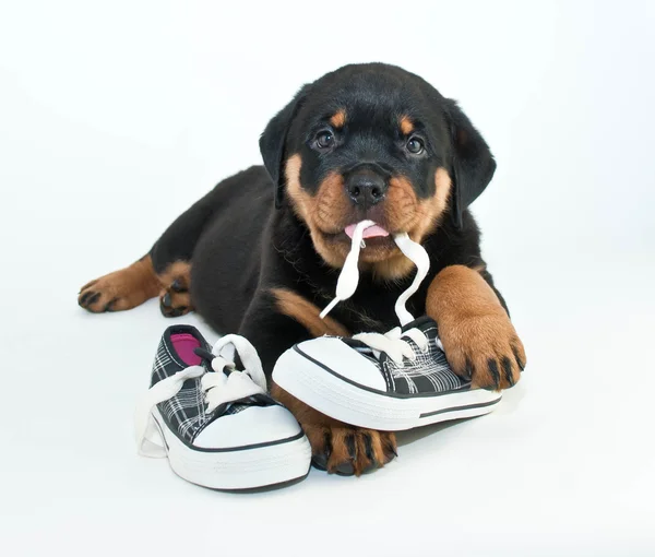 My Shoes! — Stock Photo, Image