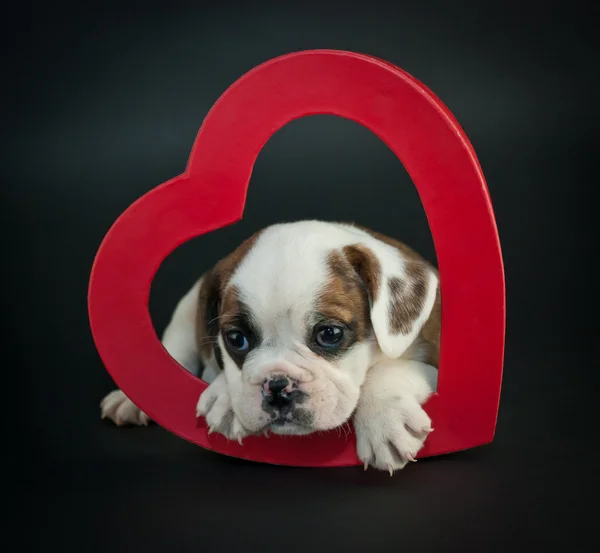 バレンタインデーの子犬 — ストック写真