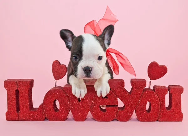 I Love You Puppy — Fotografie, imagine de stoc