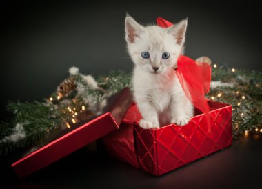Noel yavru kedi
