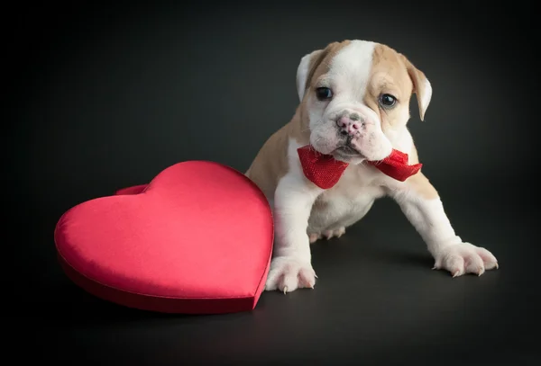 Valentine's Day Puppy — Fotografie, imagine de stoc