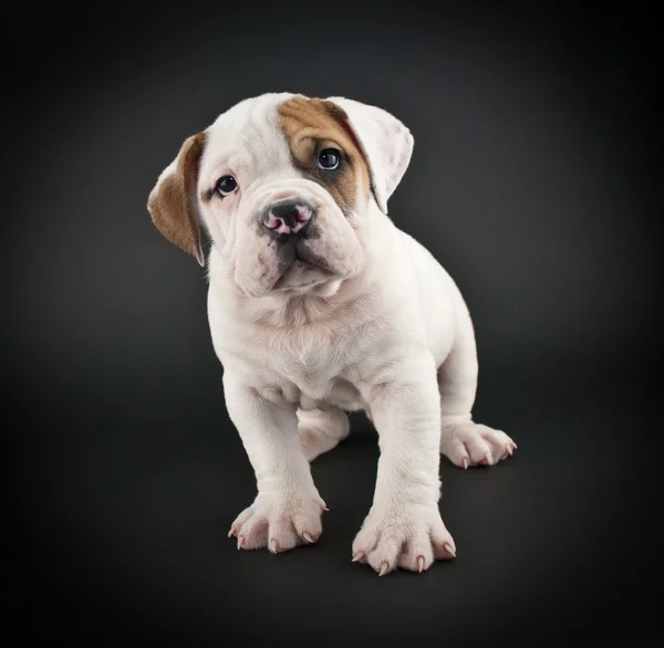 Bulldog puppy — Stockfoto