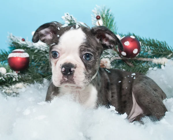 Noel köpek yavrusu — Stok fotoğraf