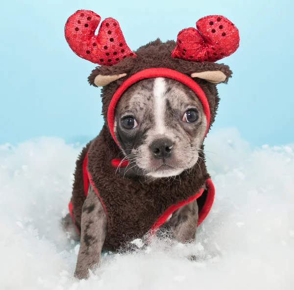 Noel Reindeer köpek yavrusu — Stok fotoğraf