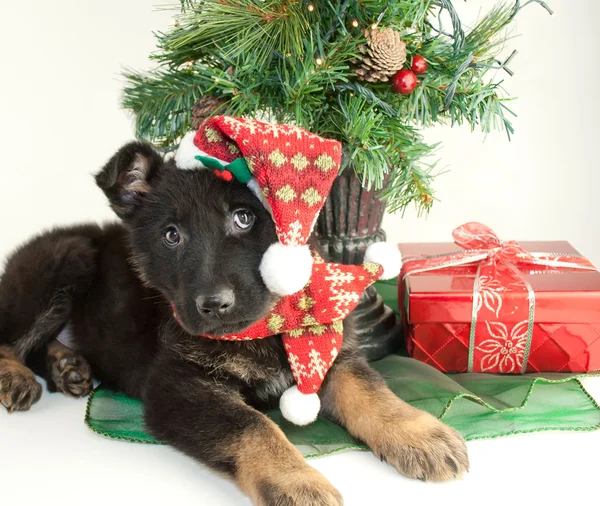 Noel köpek yavrusu — Stok fotoğraf