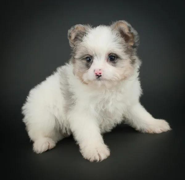 Schattigste Puppy ooit! — Stockfoto