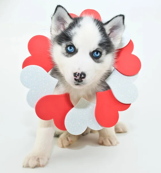 Valentine's Day Puppy — Stock Photo, Image