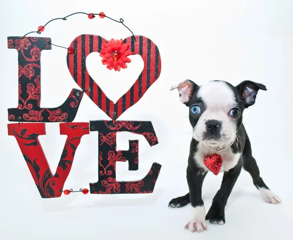 Valentine's Day Puppy — Stock Photo, Image