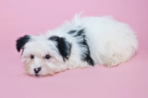 Sevimli siyah beyaz köpek — Stok fotoğraf