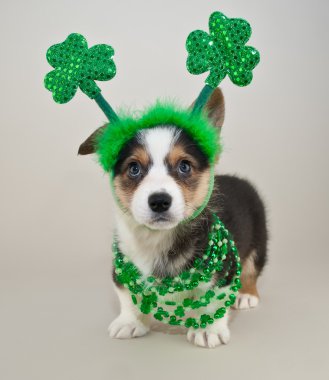 St patrick's day köpek yavrusu