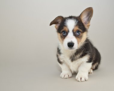 Şirin Corgi köpek yavrusu