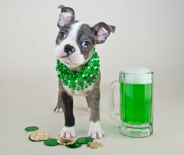 St Patrick's Day Puppy — Stock Photo, Image