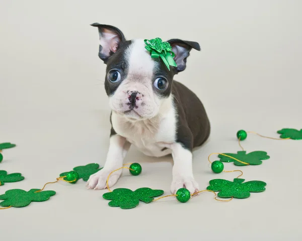 St Patrick's Day Puppy — Stock Photo, Image