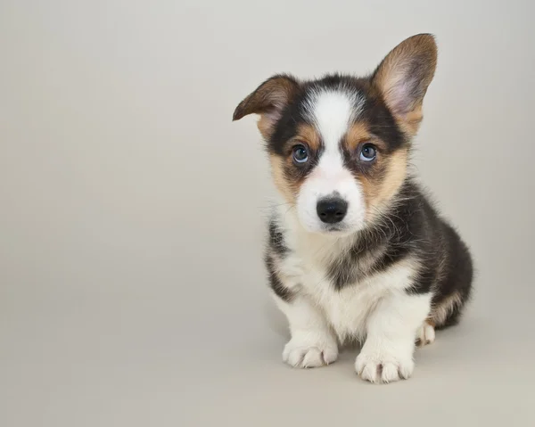 Cachorrinho de corgi bonito — Fotografia de Stock