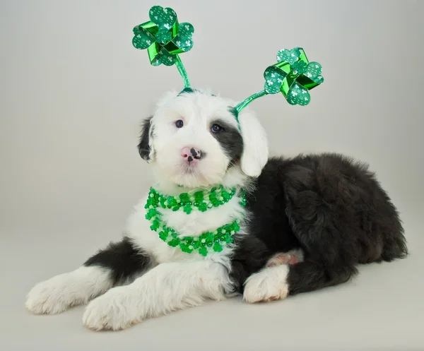 Filhote de cachorro do dia de São Patrício — Fotografia de Stock