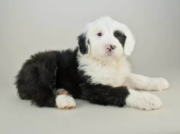 Alter englischer Schäferhund Welpe — Stockfoto