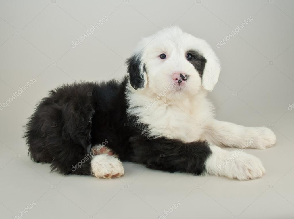 white old english sheepdog