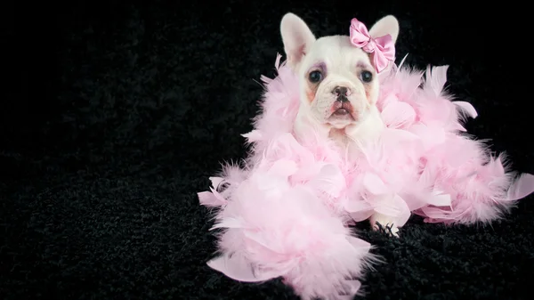 Feito - up Bulldog Cachorro francês — Fotografia de Stock