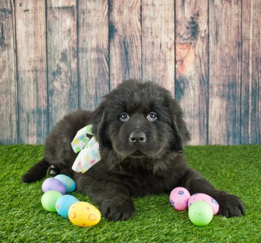 Paskalya Newfoundland köpek yavrusu