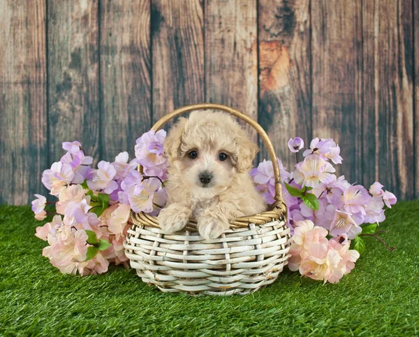 Sping Poodle — Stockfoto