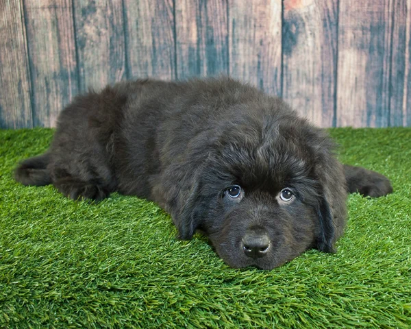 ニューファンドランド子犬 — ストック写真