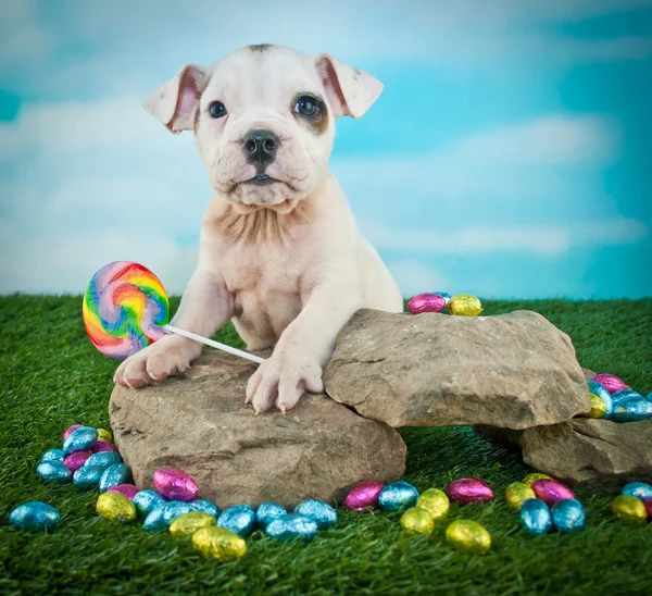 Easter Bulldog Puppy — Fotografie, imagine de stoc
