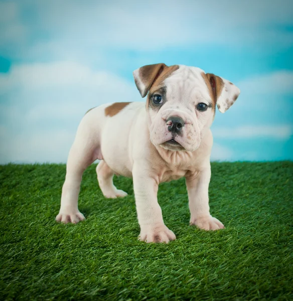 Bulldog puppy — Stockfoto