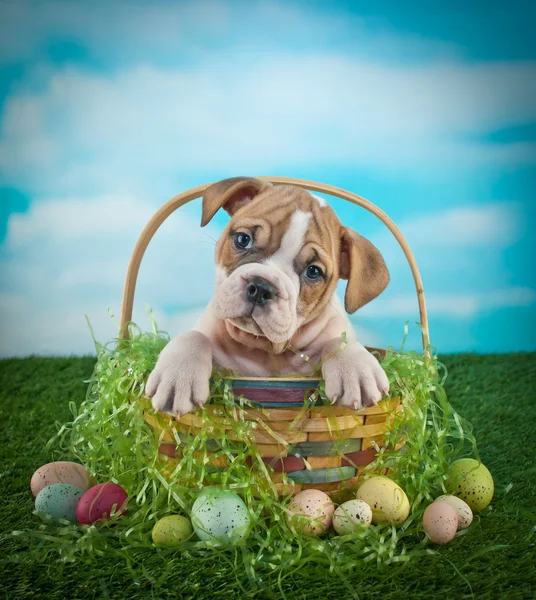 Easter Bulldog Puppy — Stock Photo, Image