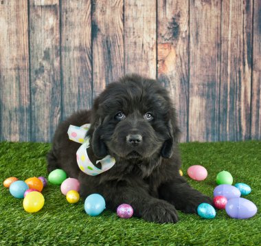 Paskalya Newfoundland köpek yavrusu