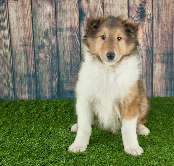 牧羊犬小狗 — 图库照片