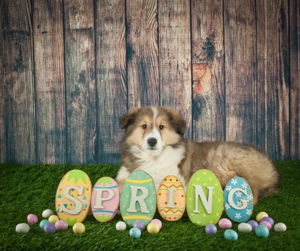 Easter Collie Puppy — Fotografie, imagine de stoc